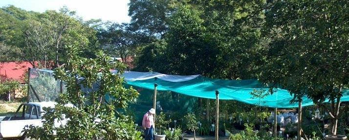 Barberton Daisy Nursery
