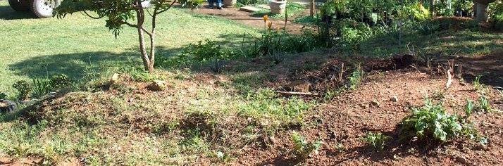 Barberton Daisy Nursery