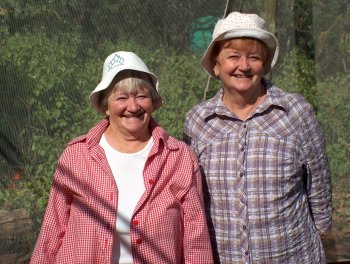 Barberton Daisy Nursery