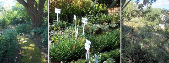 Barberton Daisy Nursery