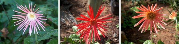 Barberton Daisy Nursery
