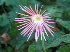 Barberton Daisy Nursery