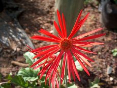 Barberton Daisy Nursery