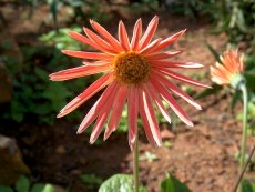 Barberton Daisy Nursery