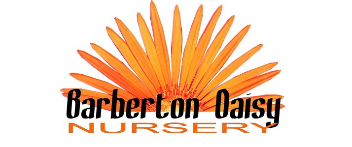 Barberton Daisy Nursery