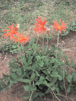 Barberton daisy - gerbera jamesonii