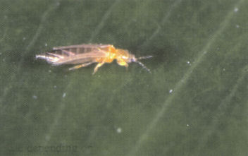 Adult Frankliniella Occidentalis