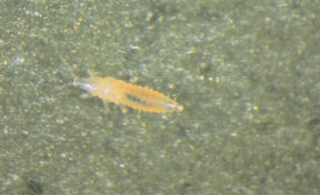 Nymph of II stage