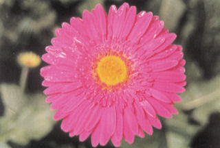 Thrips attack on flowers
