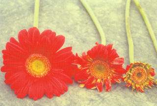 Different degrees of Thrips attack