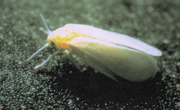 Female white fly