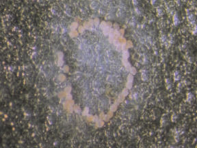 Damaged leaf