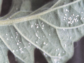 White fly on underside of leaf