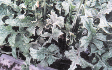 White powdery mildew