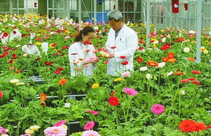 Flower Breeding Research Institute - Korea