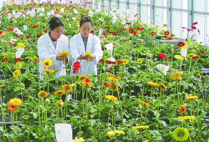 Flower Breeding Research Institute - Korea