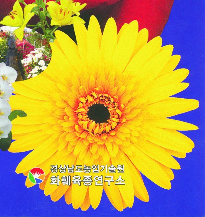 Flower Breeding Research Institute - Korea