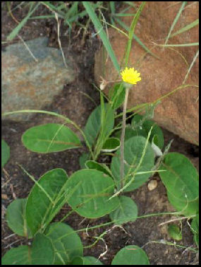 Gerbera Galpinii