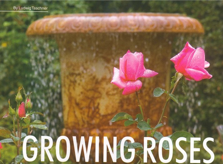 The Gardener - Growing Roses
