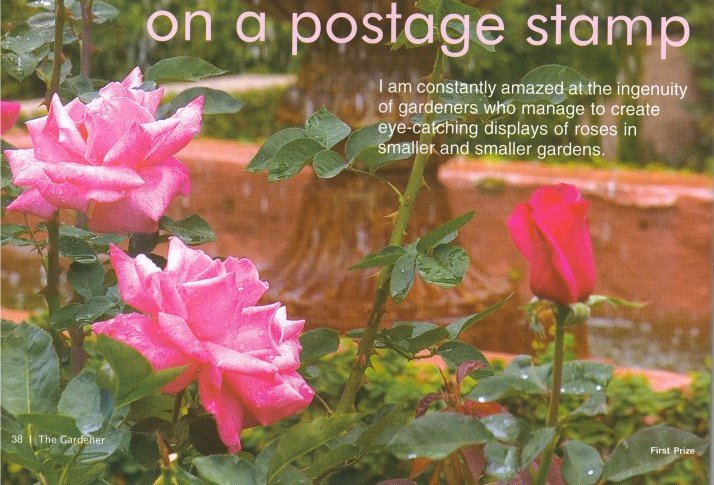 The Gardener - Growing Roses
