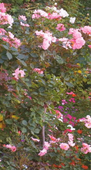 The Gardener - Roses