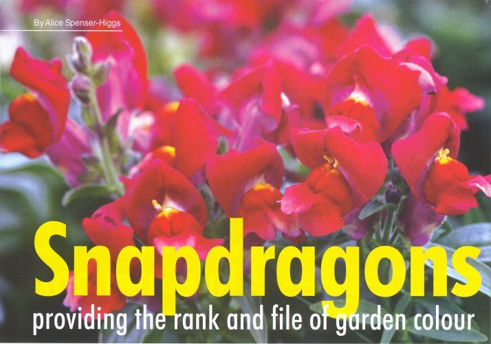 The Gardener - Snapdragons
