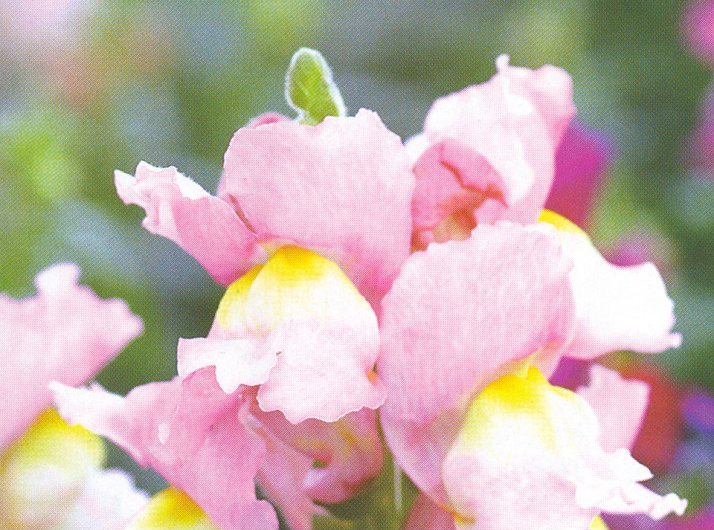 The Gardener - Snapdragons