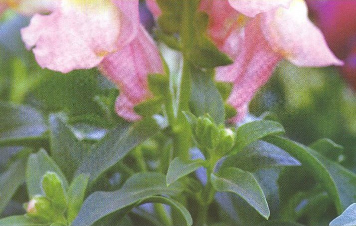 The Gardener - Snapdragons