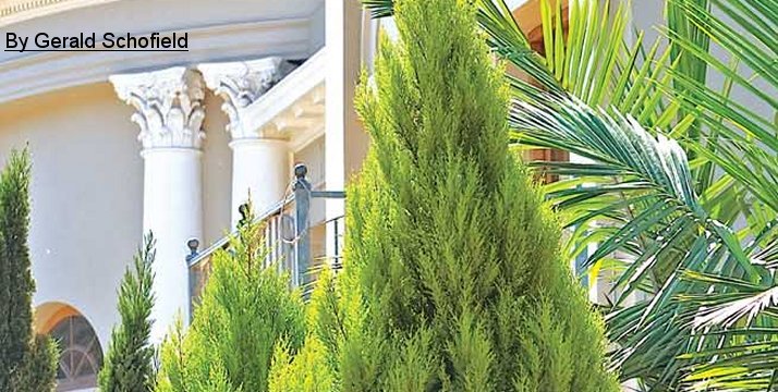 Conifers