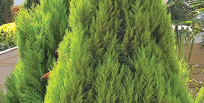 Conifers