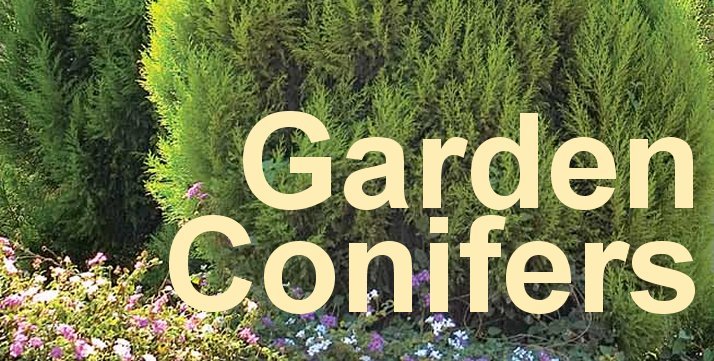 Conifers