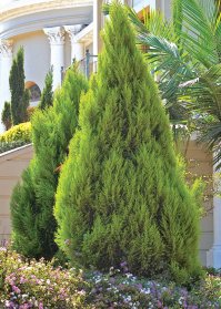 PLATYCLADUS orientalis