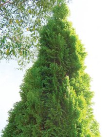 THUJA occidentalis