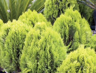 PLATYCLADUS orientalis - Aurea Nana Compacta