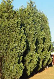 CUPRESSOCYPARIS leylandii