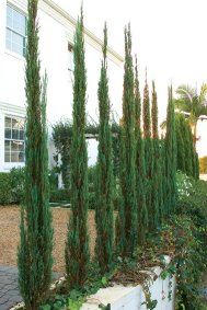 JUNIPERUS scopulorum