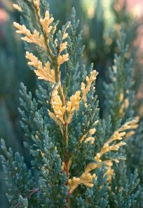 JUNIPERUS chinensis