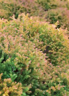 THUJA occidentalis