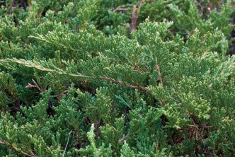 JUNIPERUS horizontalis
