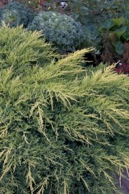 JUNIPERUS x pfitzeriana