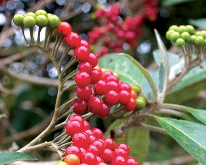 Winter delights