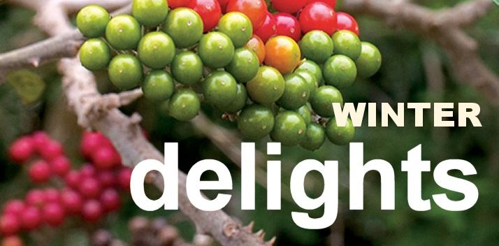 Winter delights