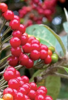 Winter delights