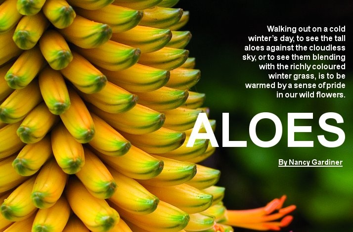 aloes