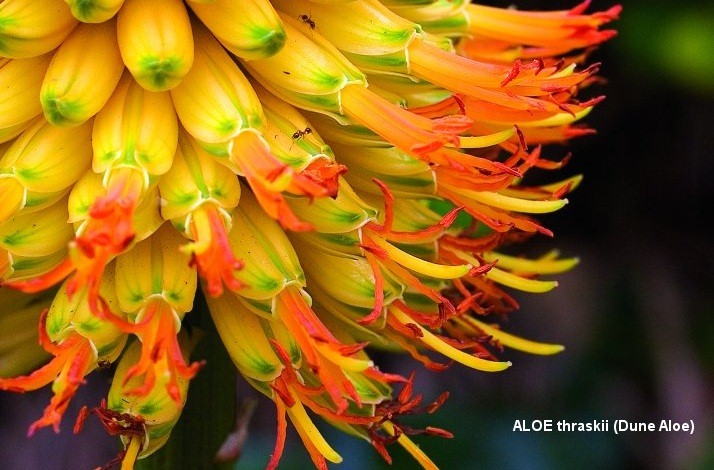 aloes