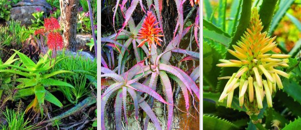 Aloe ferox