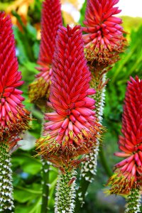 Aloe pluridens