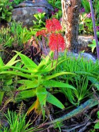 Aloe