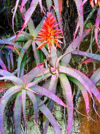 Aloe