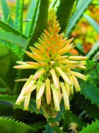 Aloe arborescens (Krantz aloe)